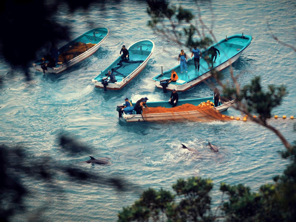 Seaspiracy - The "too long, didn't watch" summary you need to read